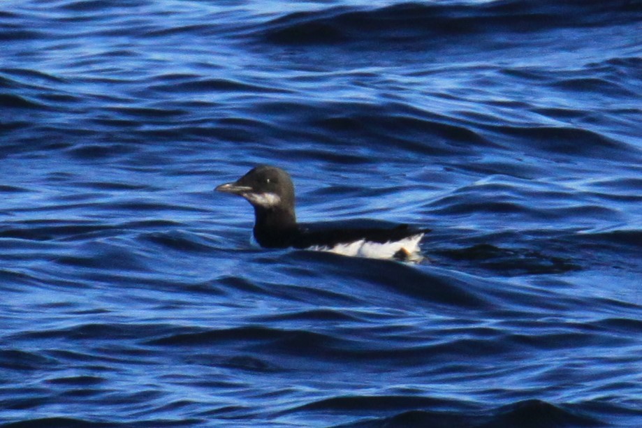 Thick-billed Murre - mario balitbit