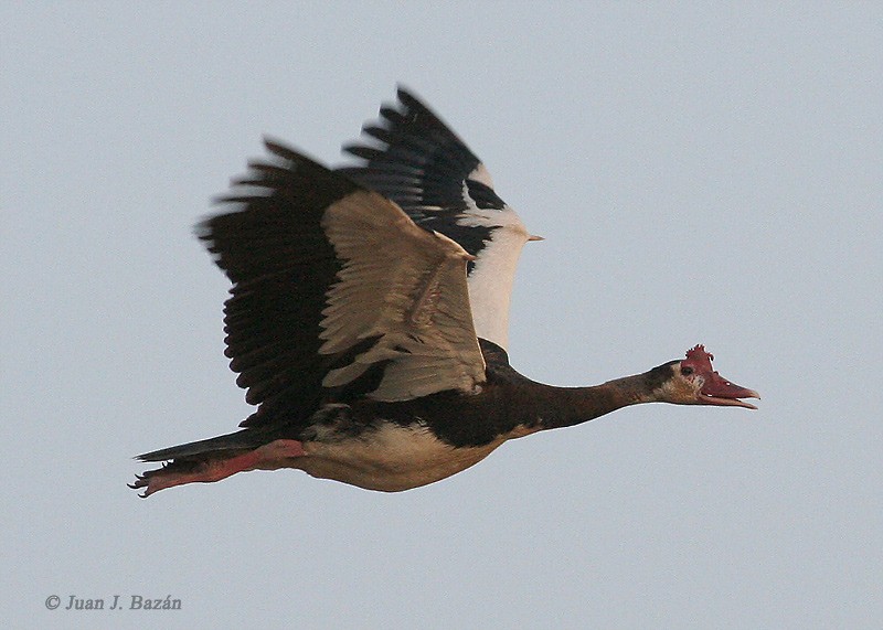 Spur-winged Goose (Northern) - Juan José  Bazan Hiraldo