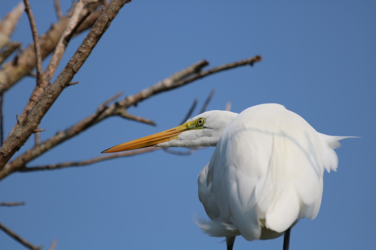 Great Egret - Philip Andescavage