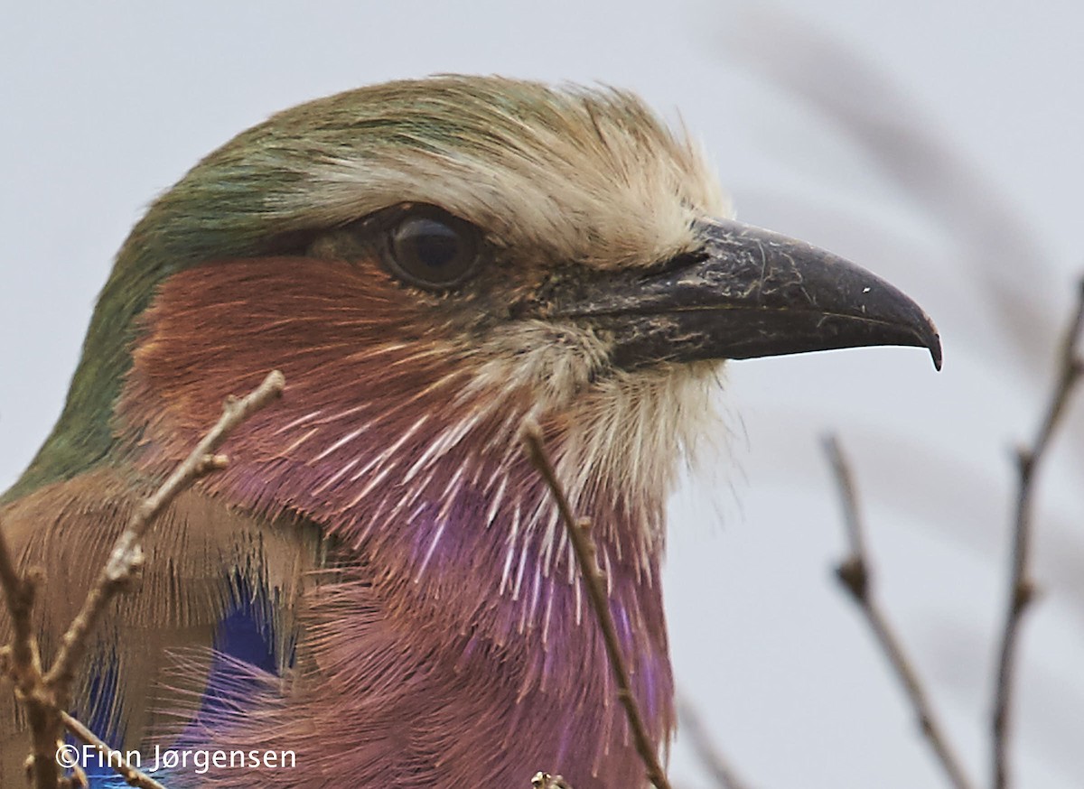 Lilac-breasted Roller - ML70215791