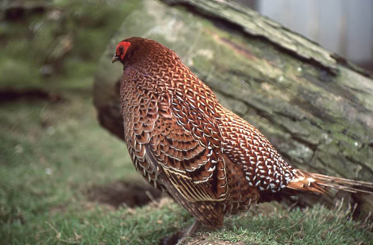 Copper Pheasant - chris johnson