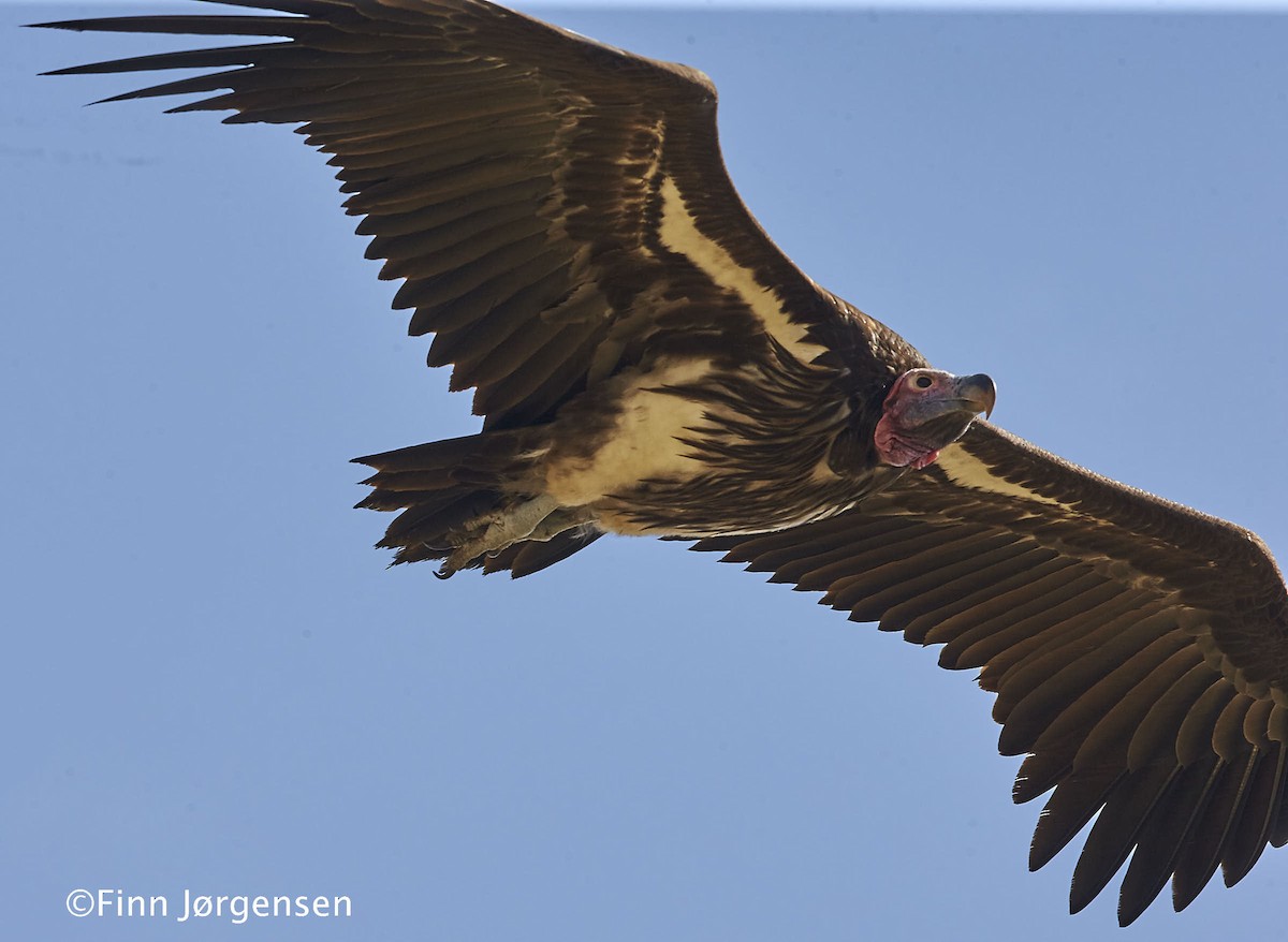 Lappet-faced Vulture - ML70215961