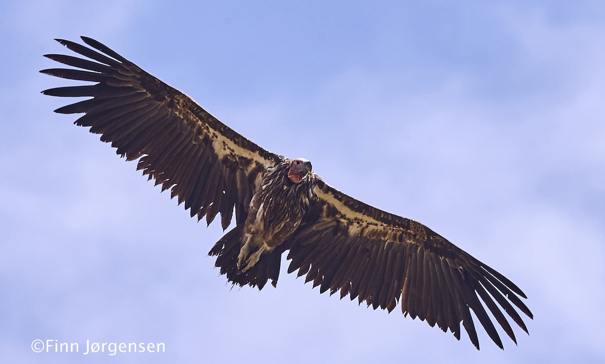 Lappet-faced Vulture - ML70215981