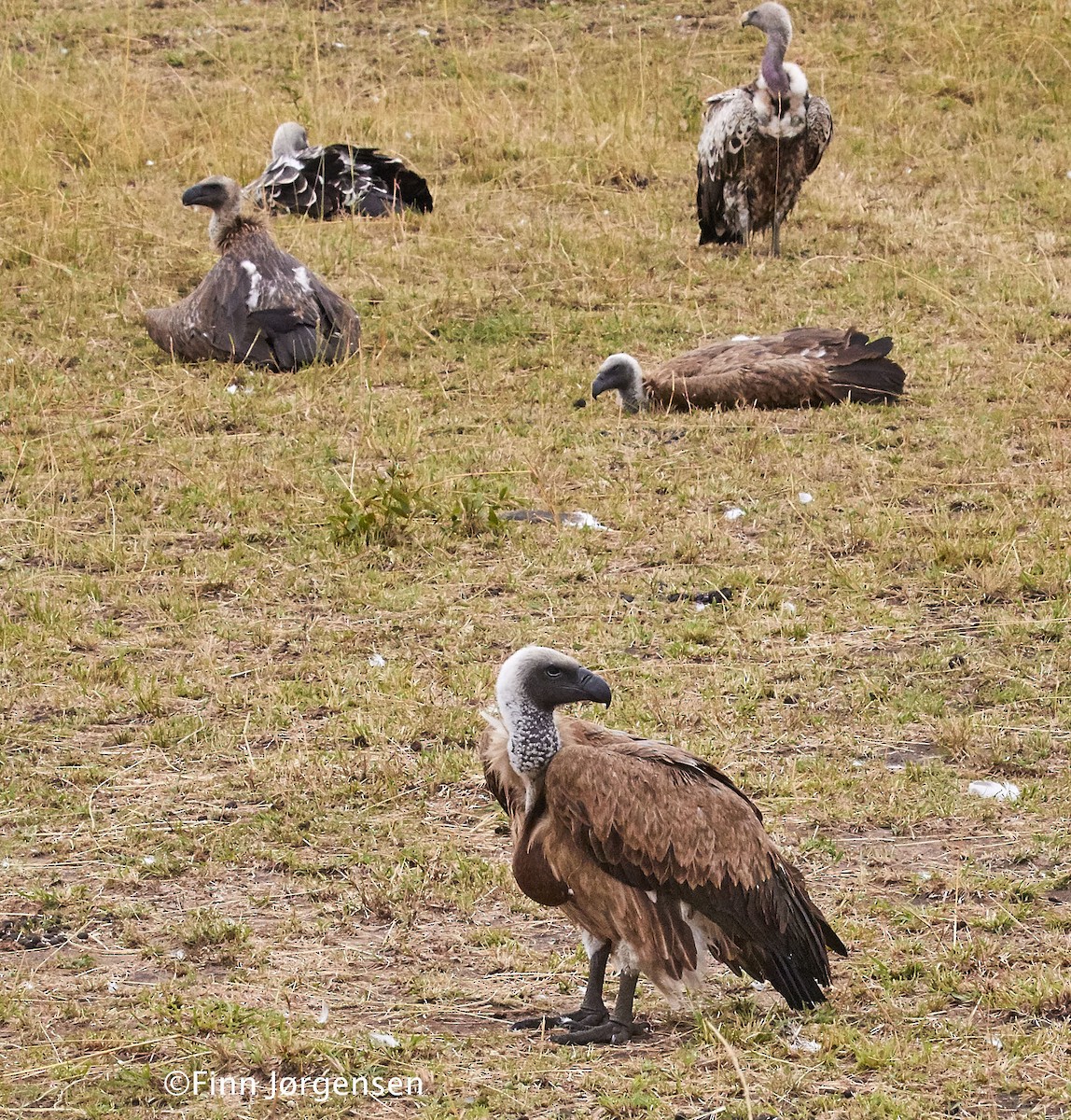 White-backed Vulture - ML70216151