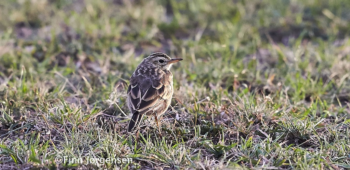 Pipit africain - ML70216241