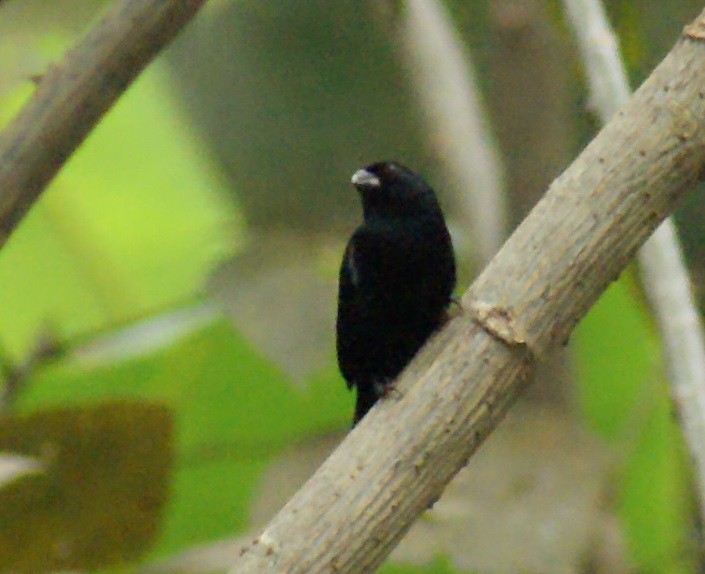 Variable Seedeater - ML70217481