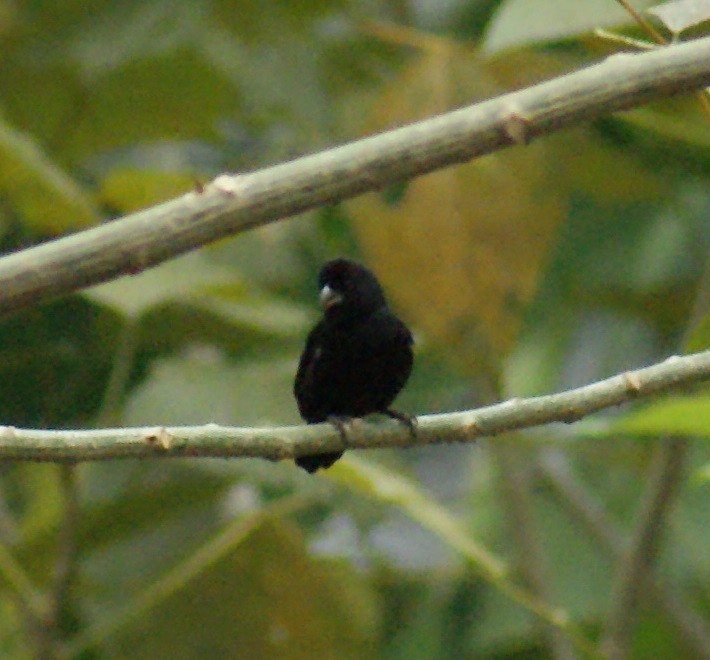 Variable Seedeater - ML70217491