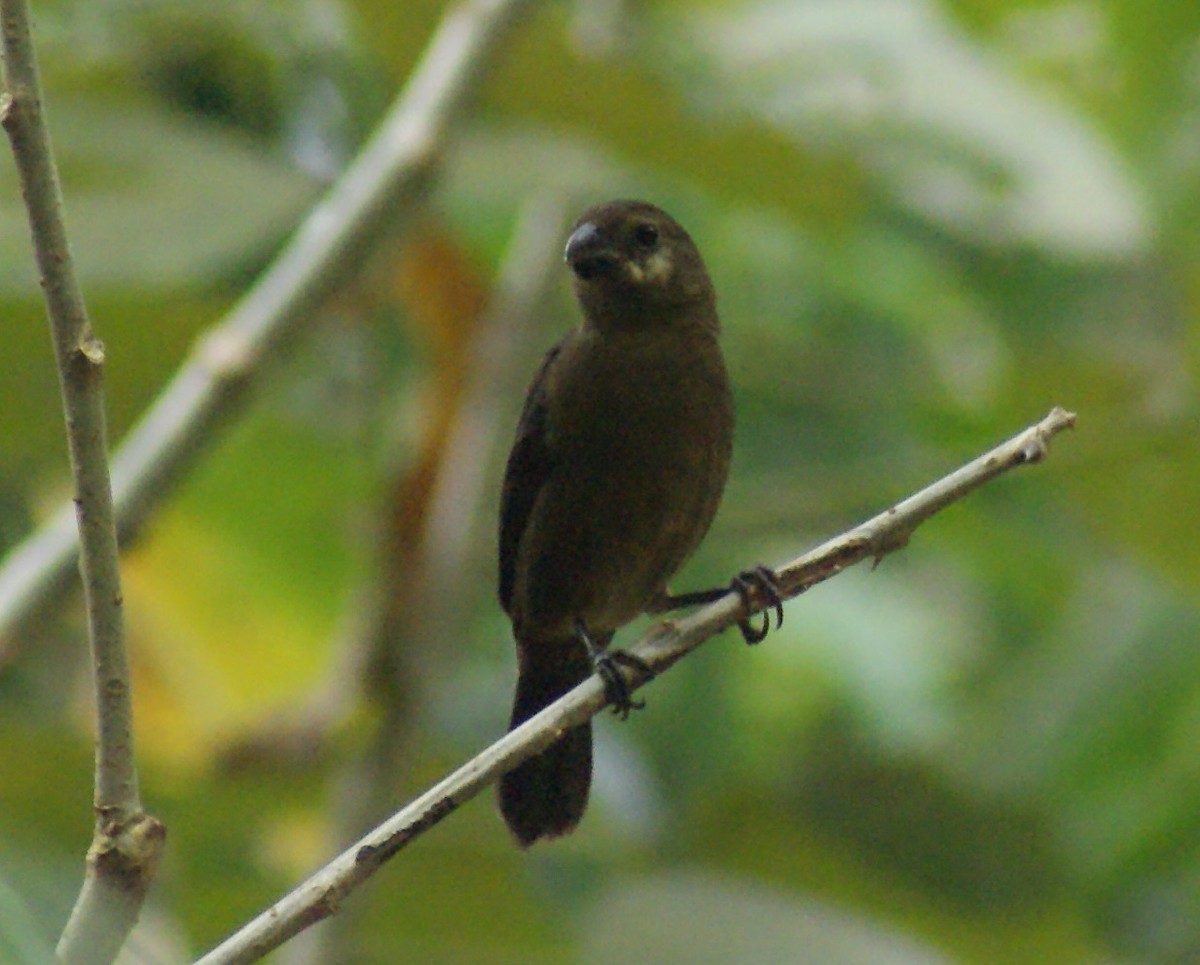 Variable Seedeater - ML70217501