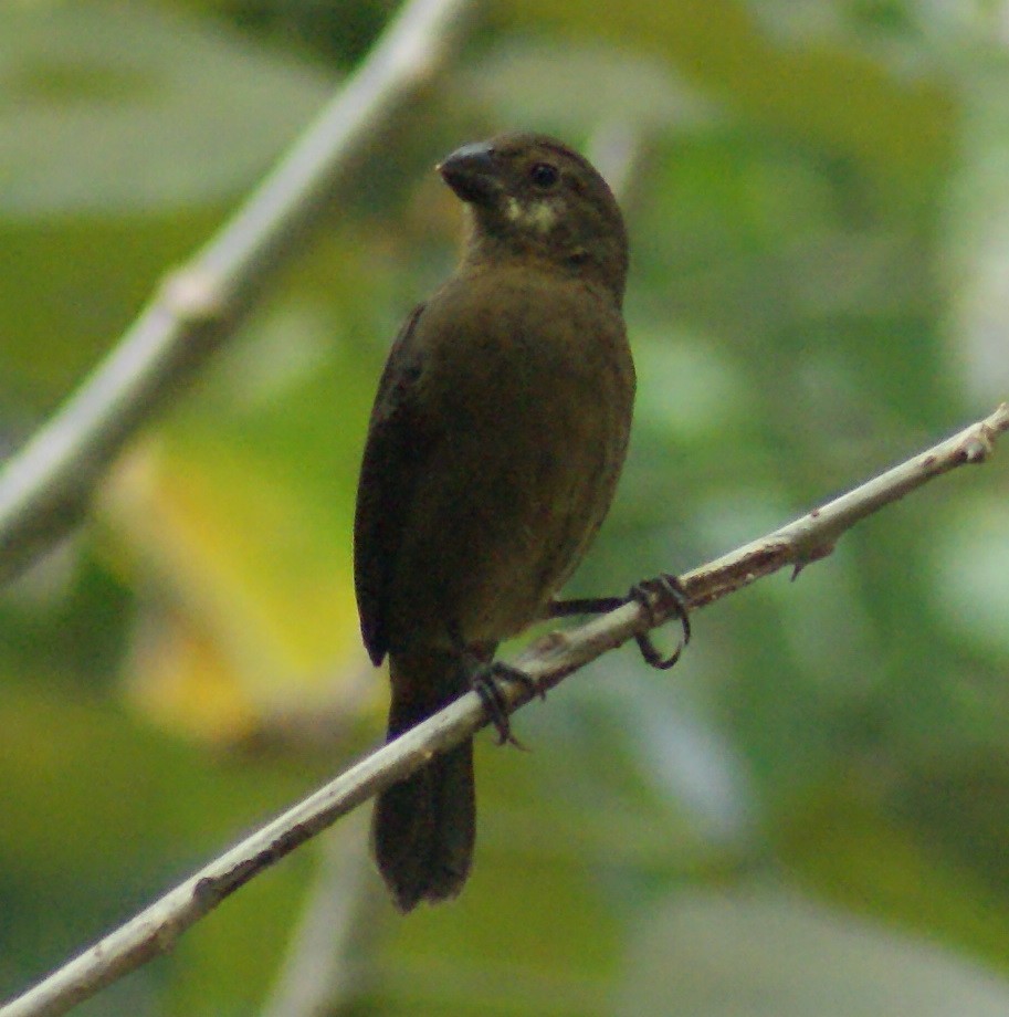Variable Seedeater - ML70217521