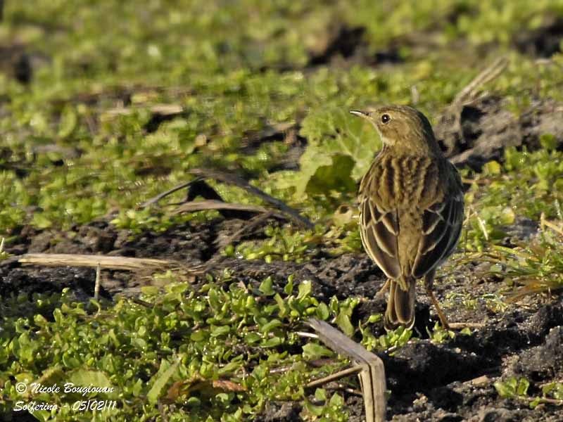 Meadow Pipit - ML702176