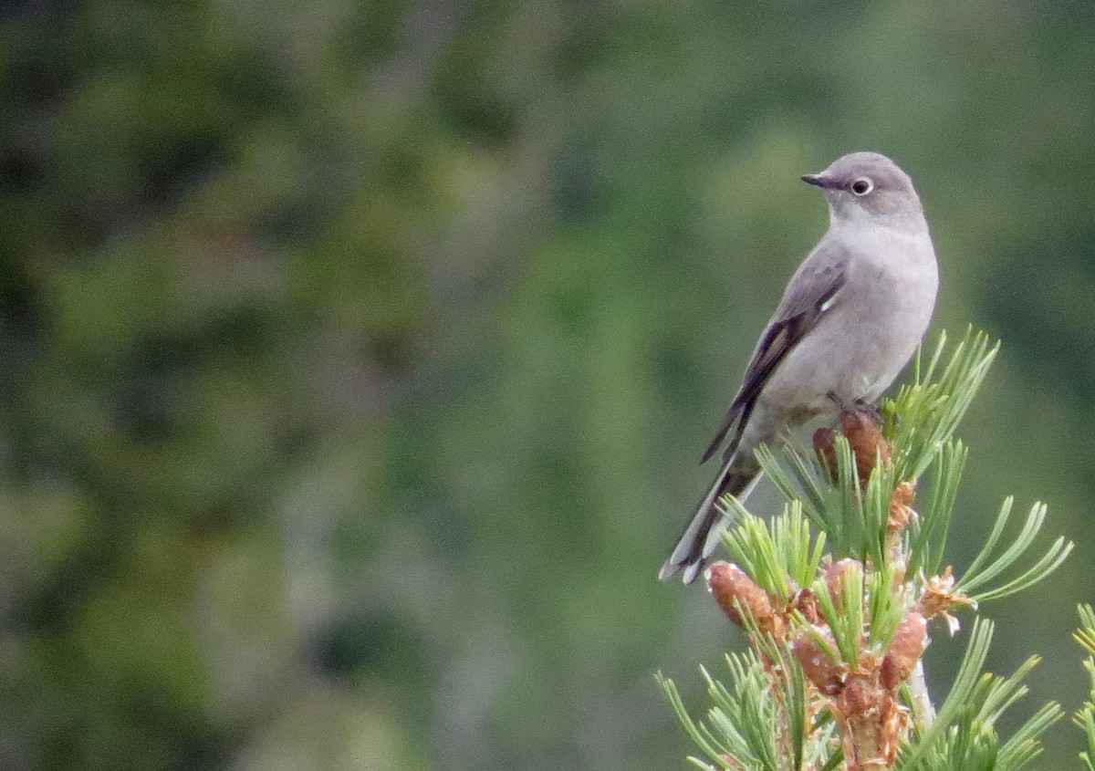 Townsend's Solitaire - Ian Hearn