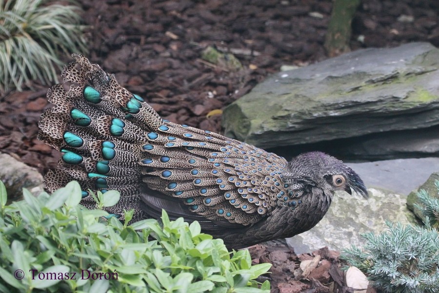 Malayan Peacock-Pheasant - Tomasz Doroń