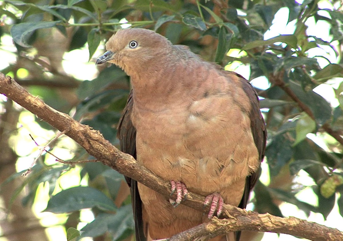 Brown Cuckoo-Dove - Josep del Hoyo