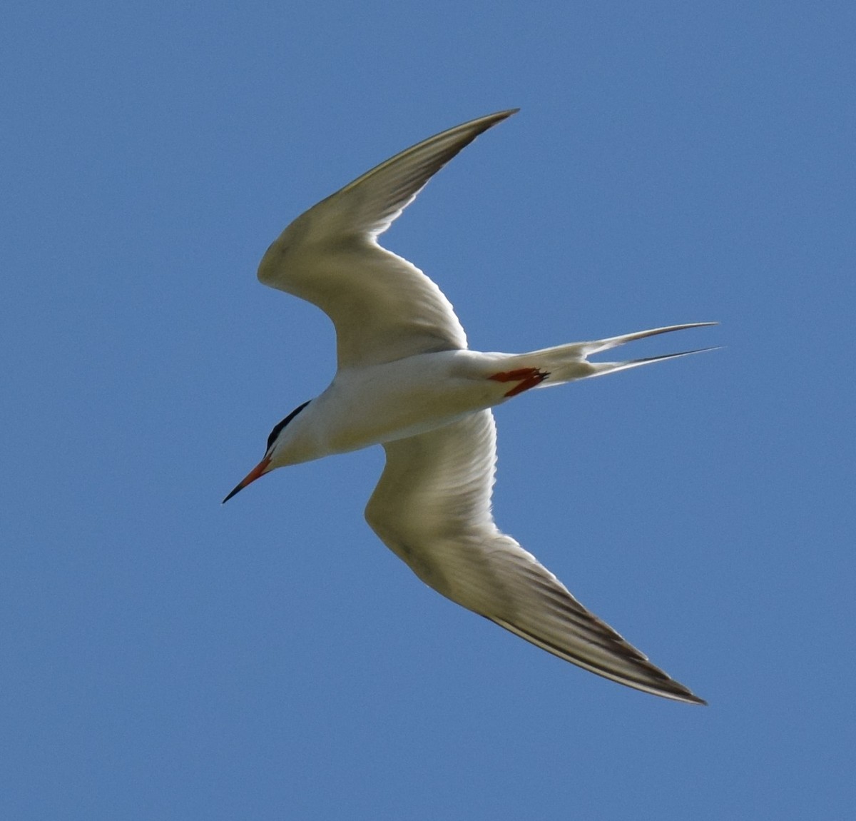 Forster's Tern - Mike Winck