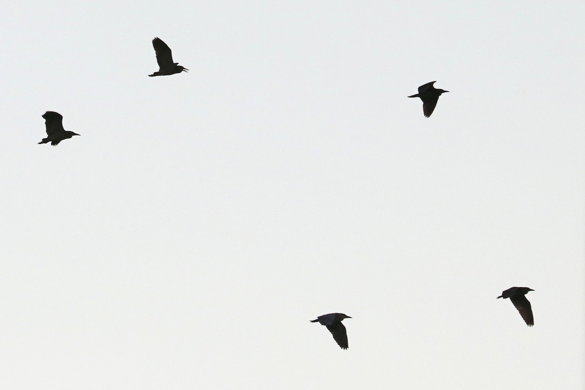 Black-crowned Night Heron - Russ Smiley