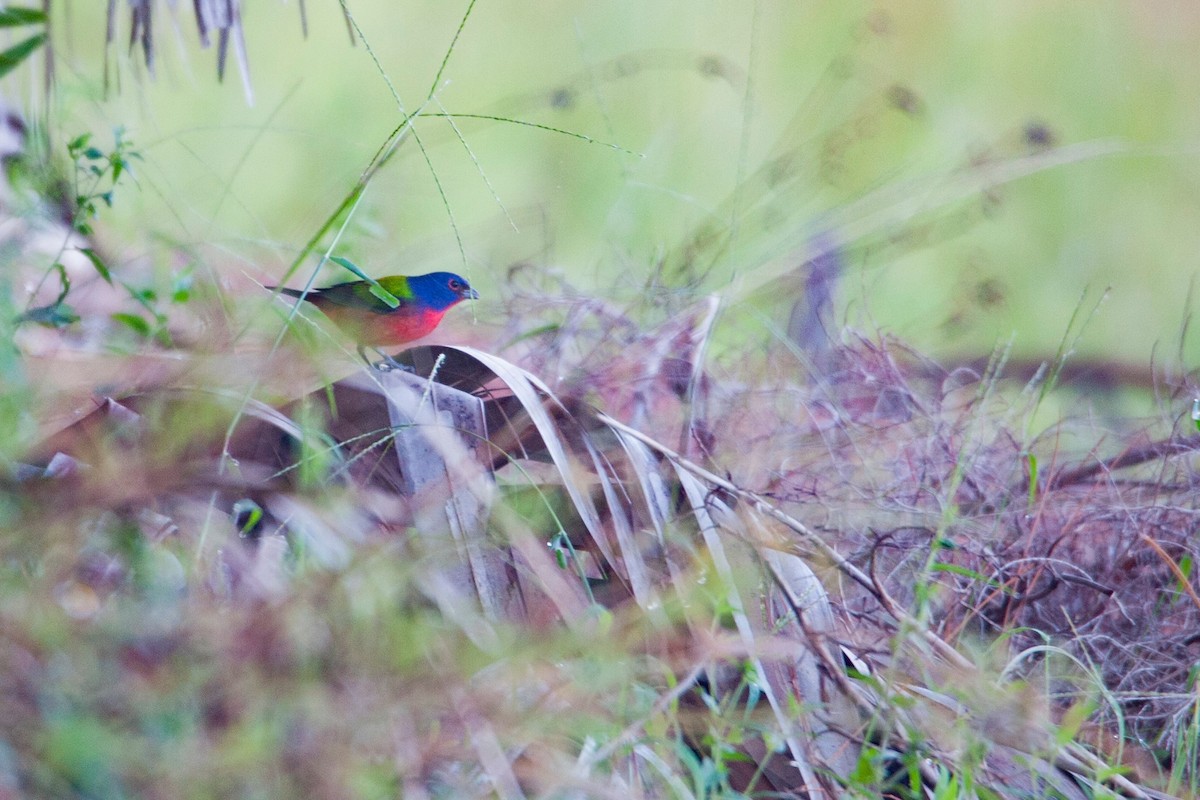 Painted Bunting - ML70227861