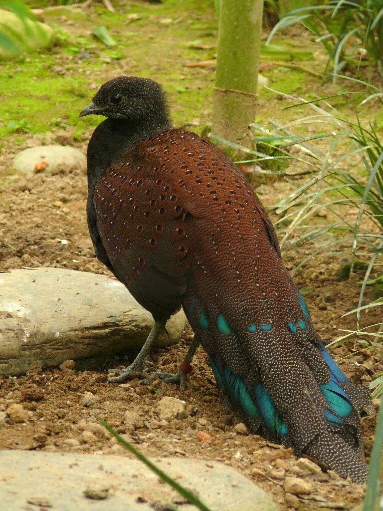 Mountain Peacock-Pheasant - Johannes Pfleiderer