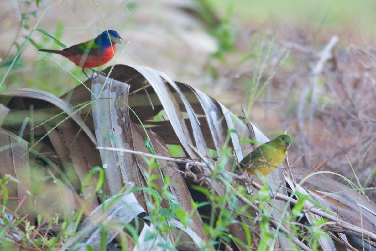 Painted Bunting - ML70227921
