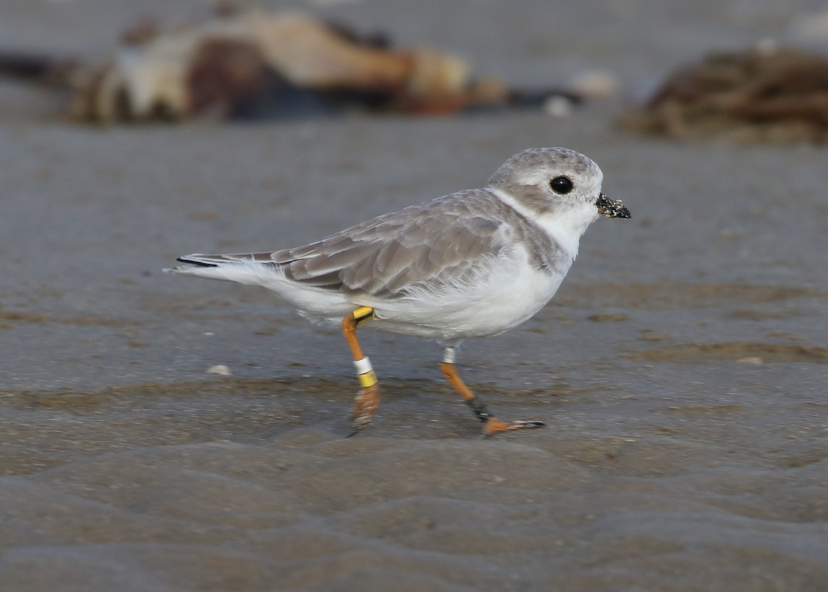 Piping Plover - ML70229121