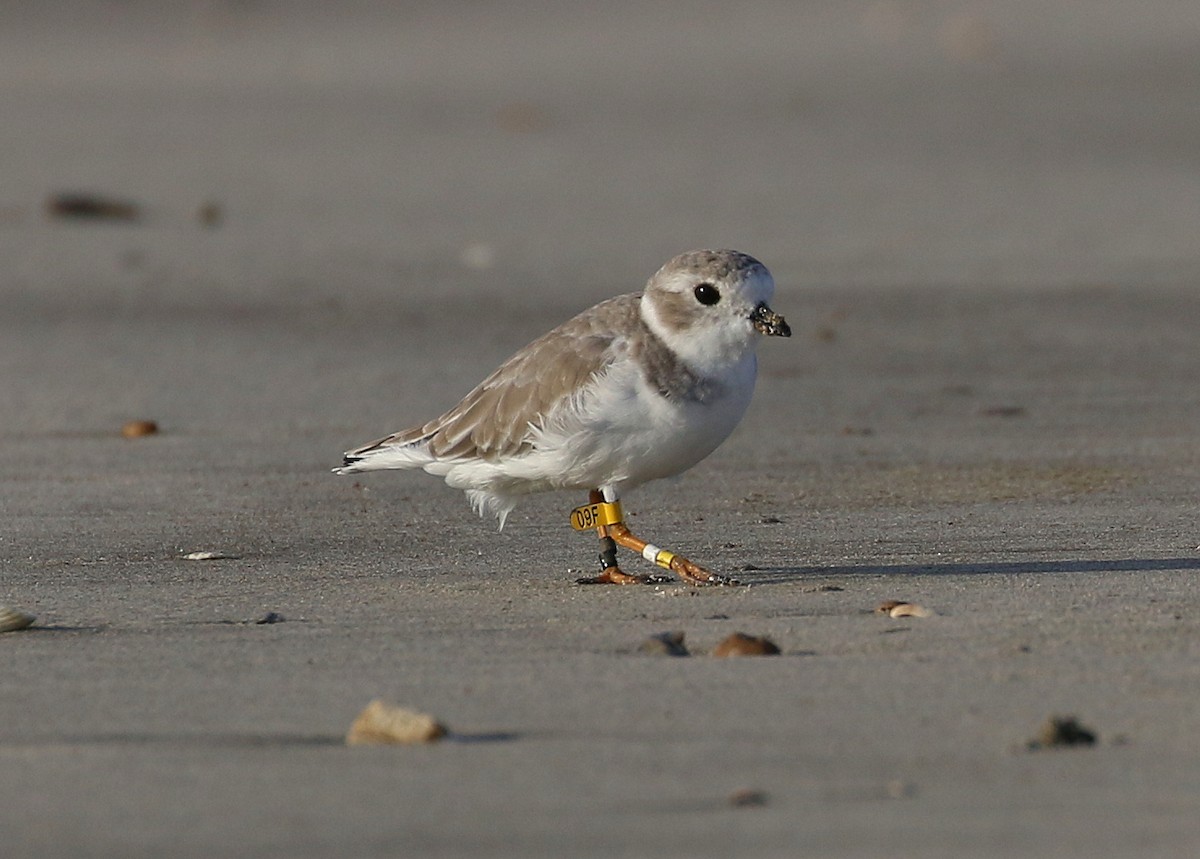 Piping Plover - ML70229151