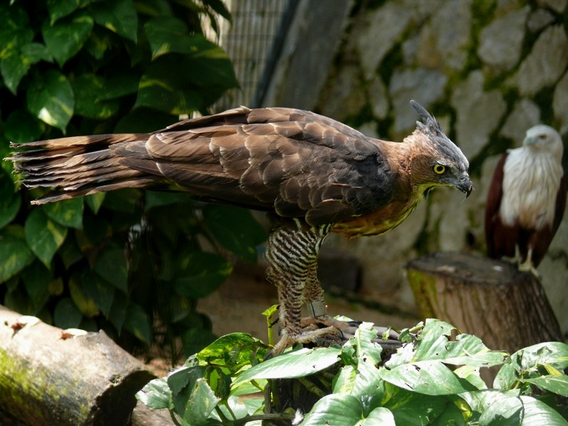 Wallace's Hawk-Eagle - Johannes Pfleiderer