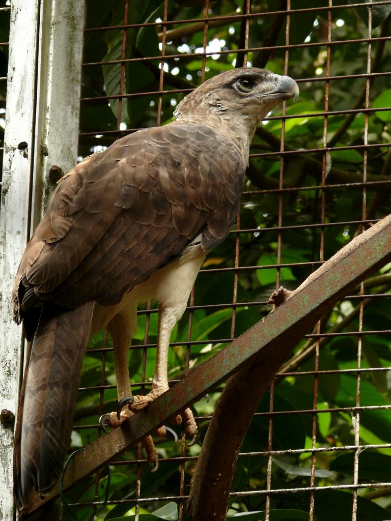 New Guinea Eagle - Johannes Pfleiderer