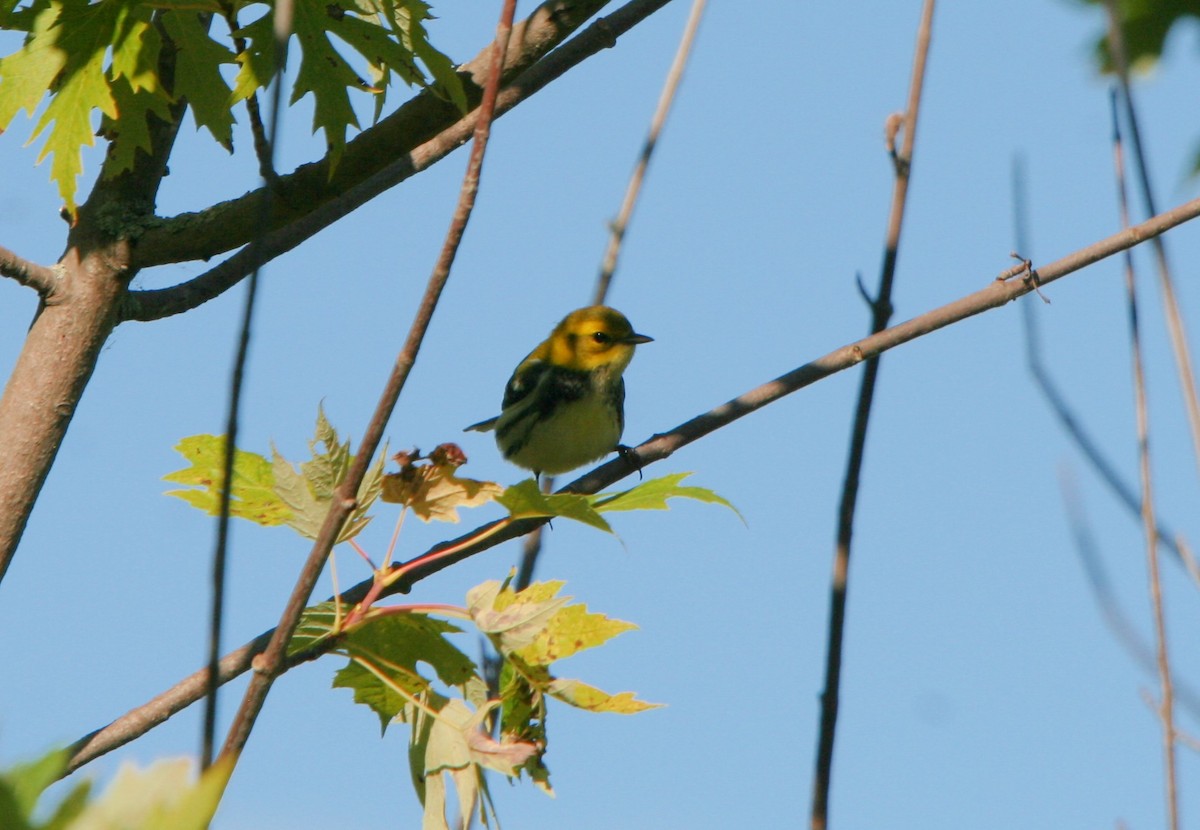 Black-throated Green Warbler - Plamen Peychev