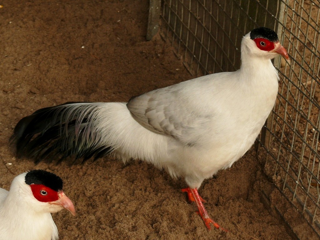 White Eared-Pheasant - Johannes Pfleiderer