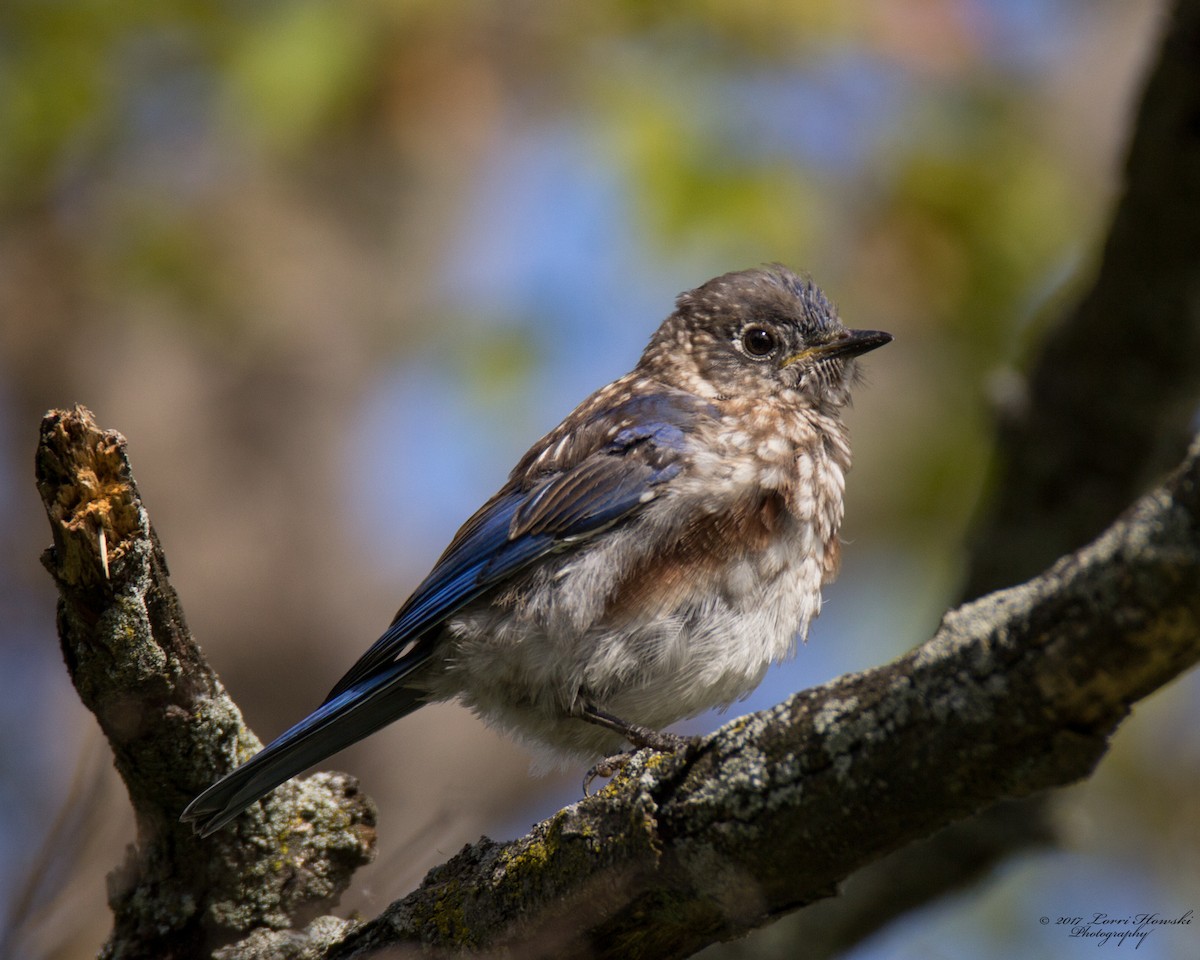 Eastern Bluebird - Lorri Howski 🦋