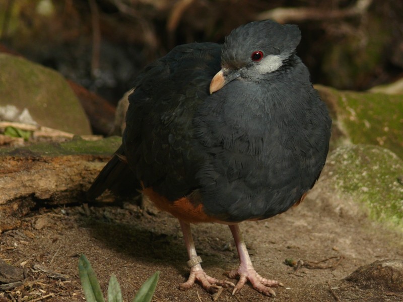 Thick-billed Ground-Pigeon - Johannes Pfleiderer