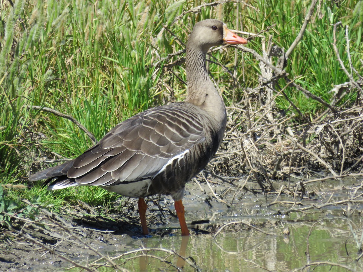 Greater White-fronted Goose - Johnny Galt