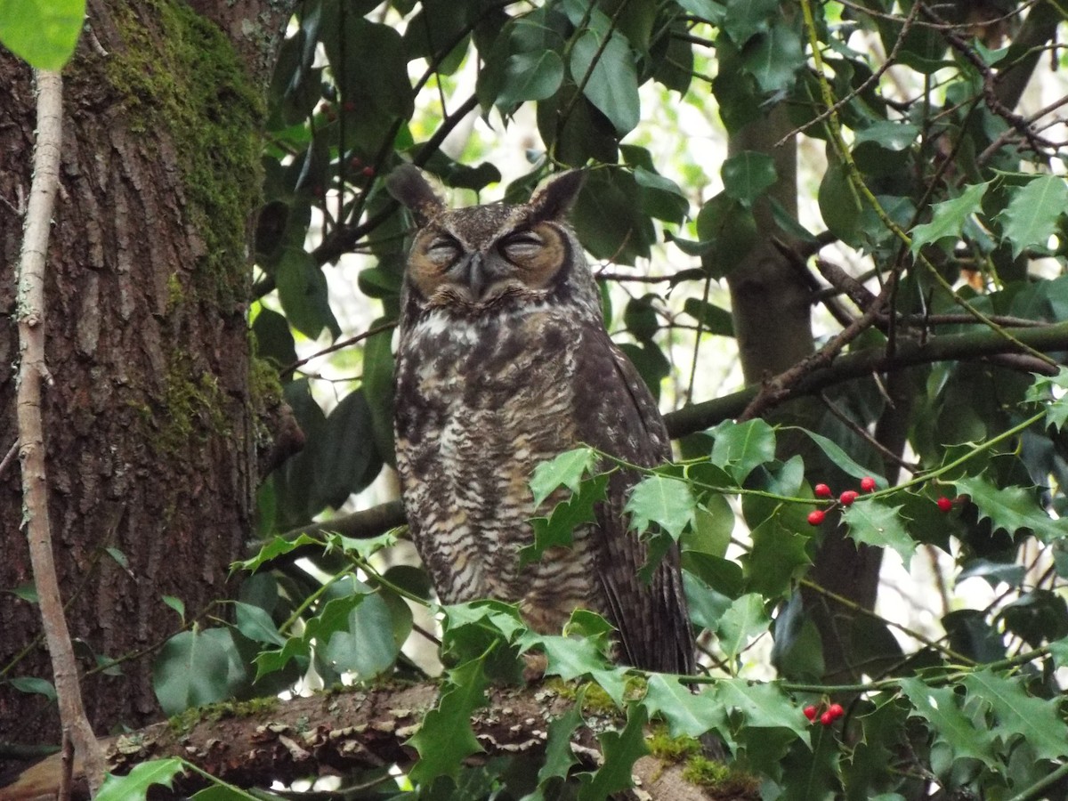 Great Horned Owl - Geoffrey Newell