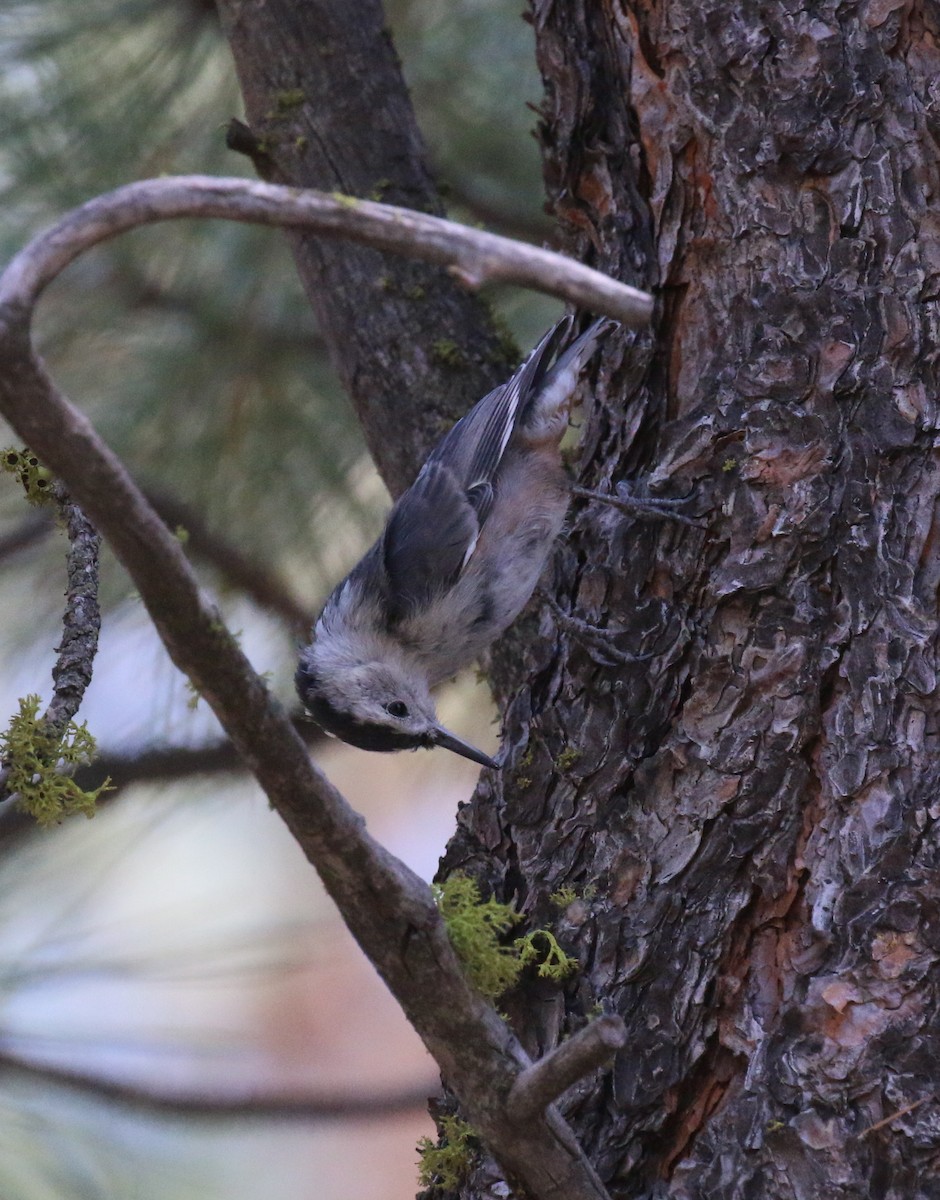 White-breasted Nuthatch (Interior West) - ML70231511