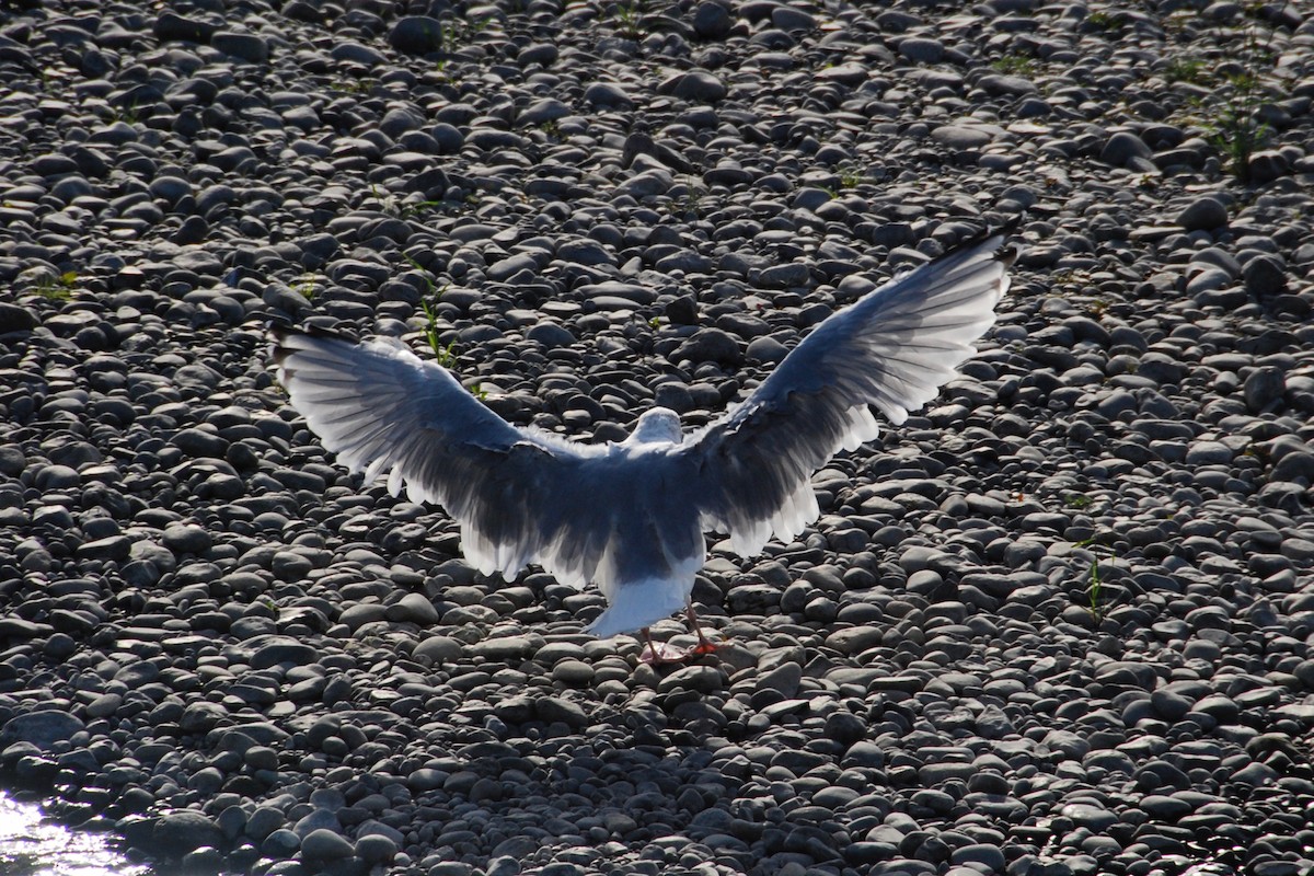 Herring x Glaucous-winged Gull (hybrid) - Satoko Lincoln