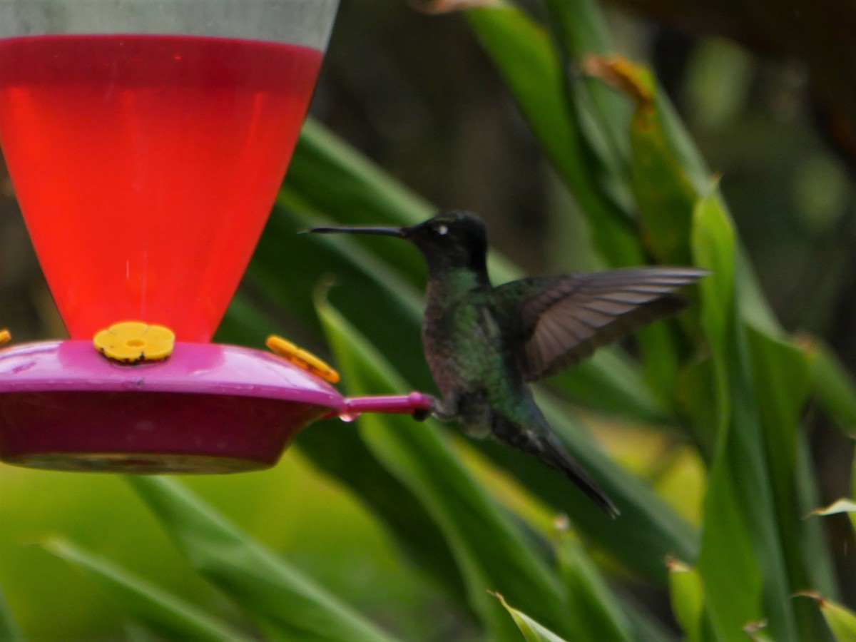 Talamanca Hummingbird - Mike Grant