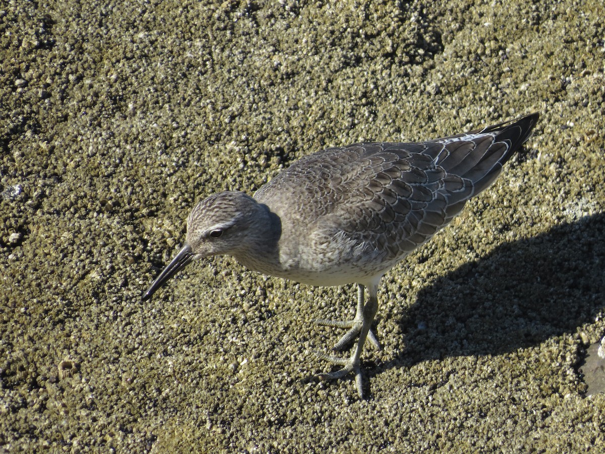 Red Knot - Kyle Leader