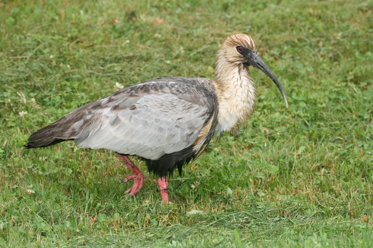 ibis laločnatý - ML702349
