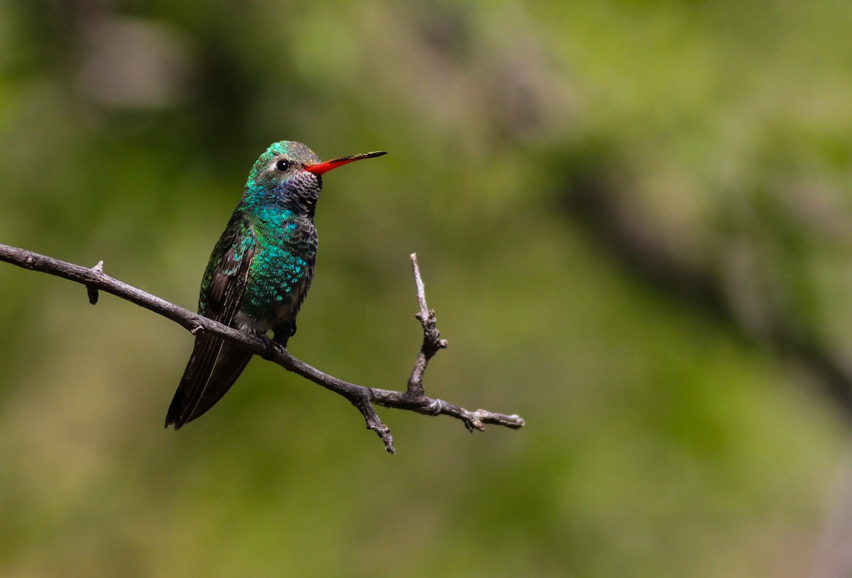 Broad-billed Hummingbird - Sam Heinrich