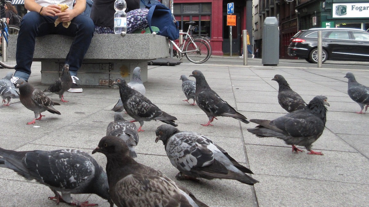 Rock Pigeon (Feral Pigeon) - John King