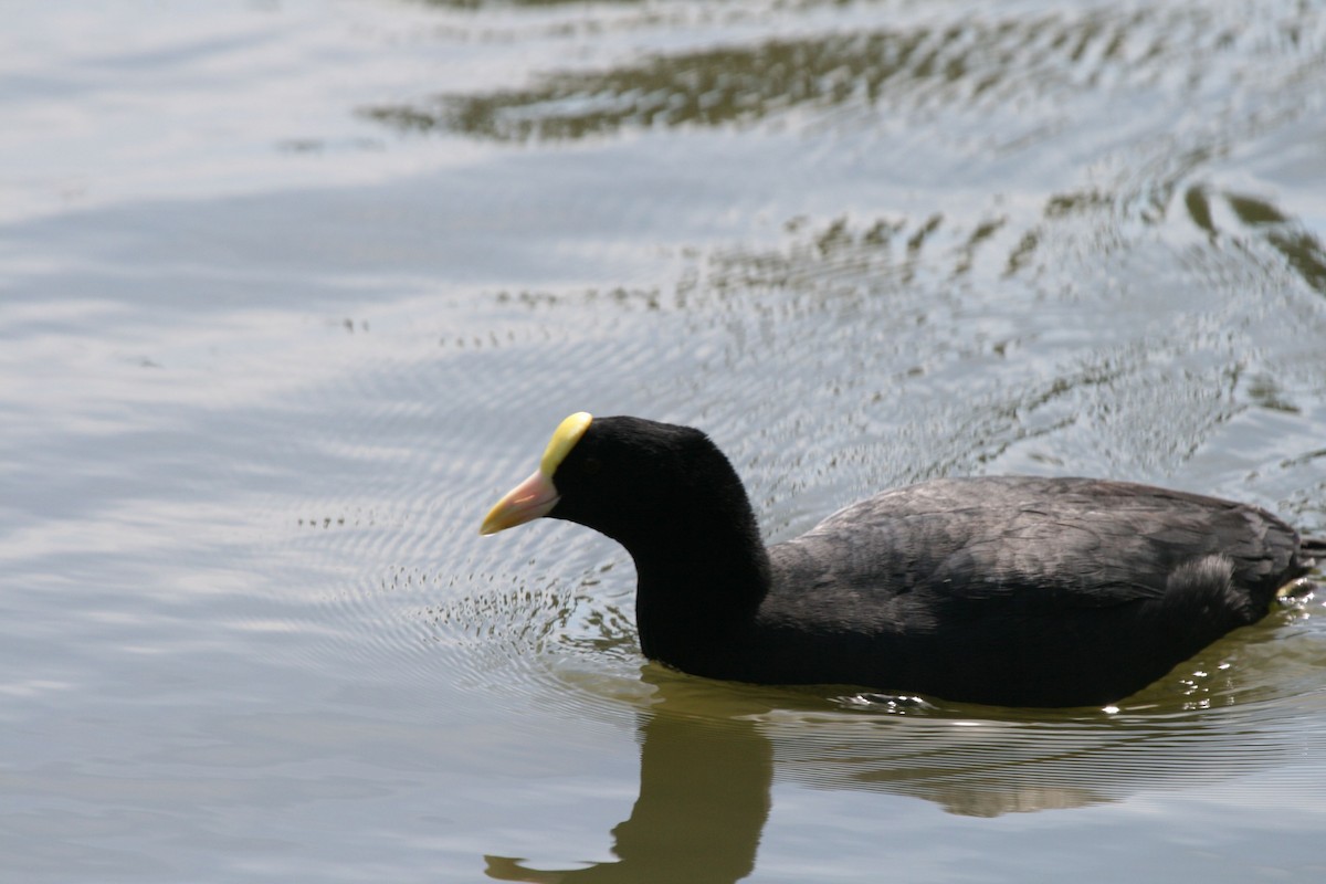 White-winged Coot - ML702395