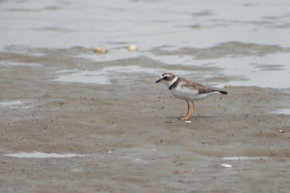 Semipalmated Plover - ML702401