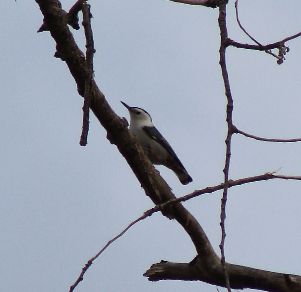 White-breasted Nuthatch - ML70240111