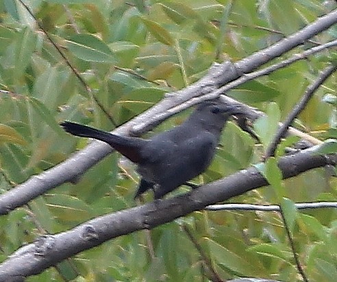 Gray Catbird - alison rodgers