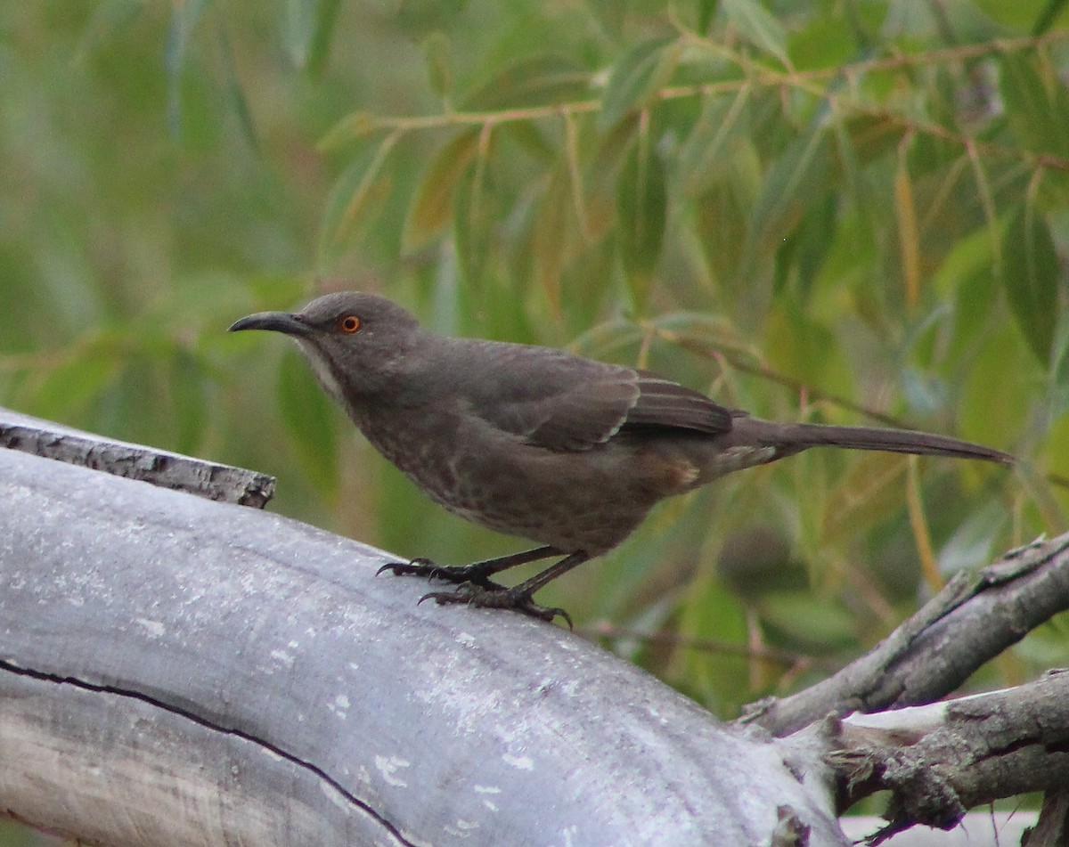 Curve-billed Thrasher - alison rodgers