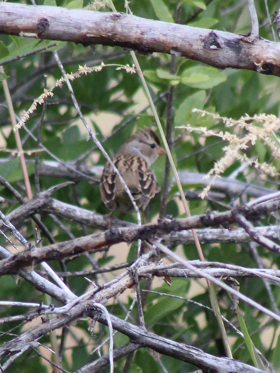 Chipping Sparrow - ML70240181