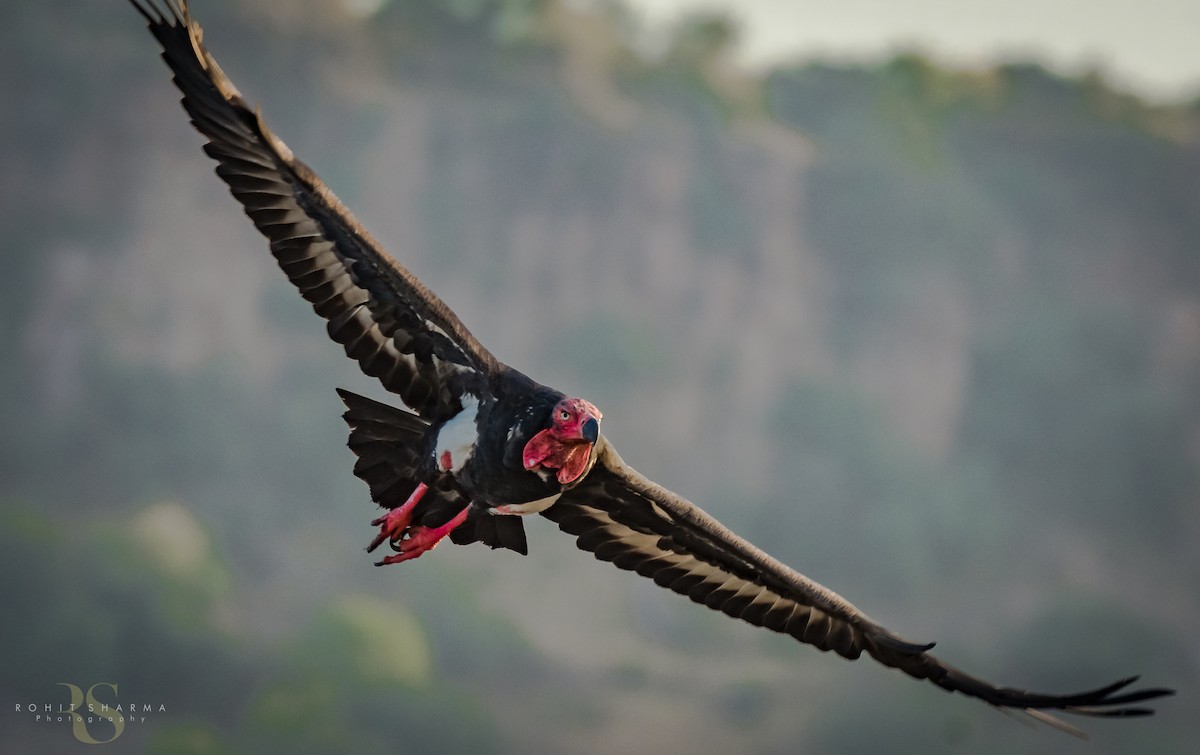 Red-headed Vulture - Rohit Sharma