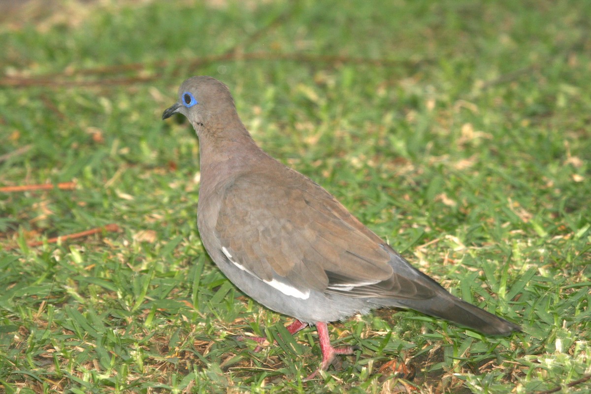 West Peruvian Dove - ML702440
