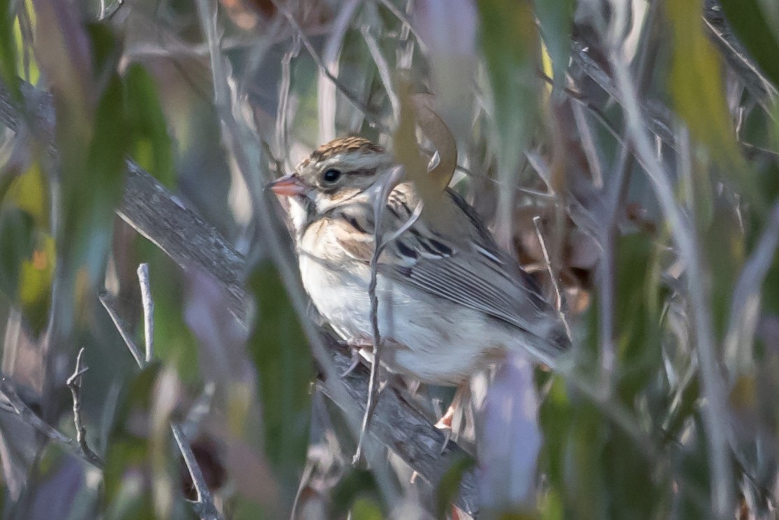 Clay-colored Sparrow - Carole Rose