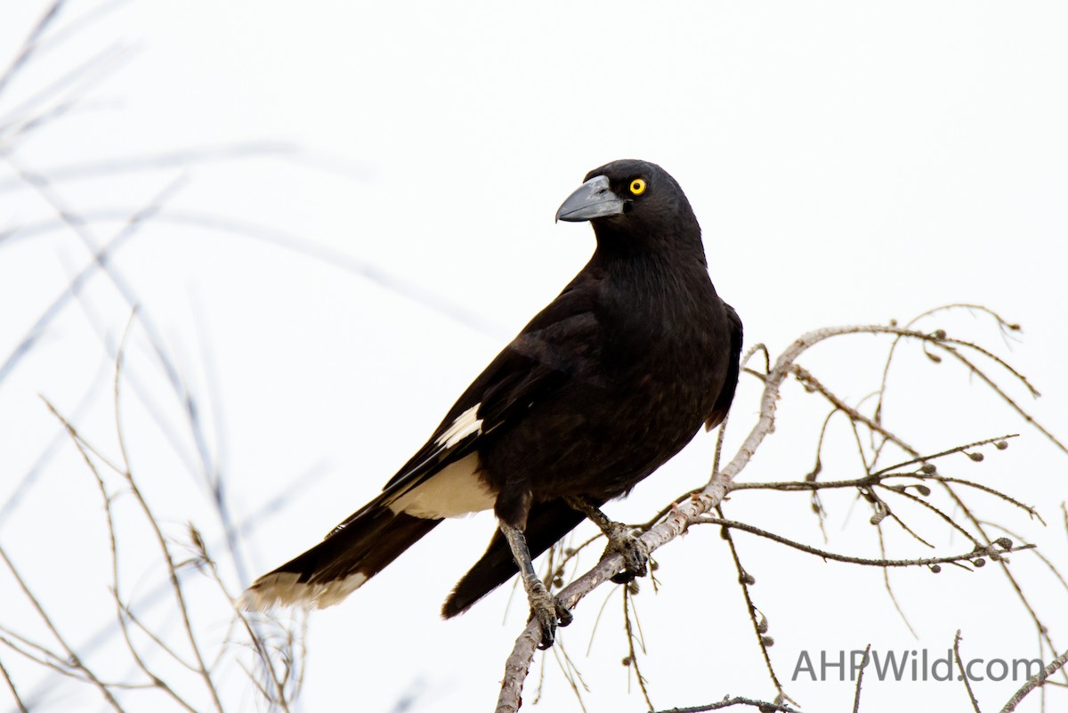 Pied Currawong - ML70246041