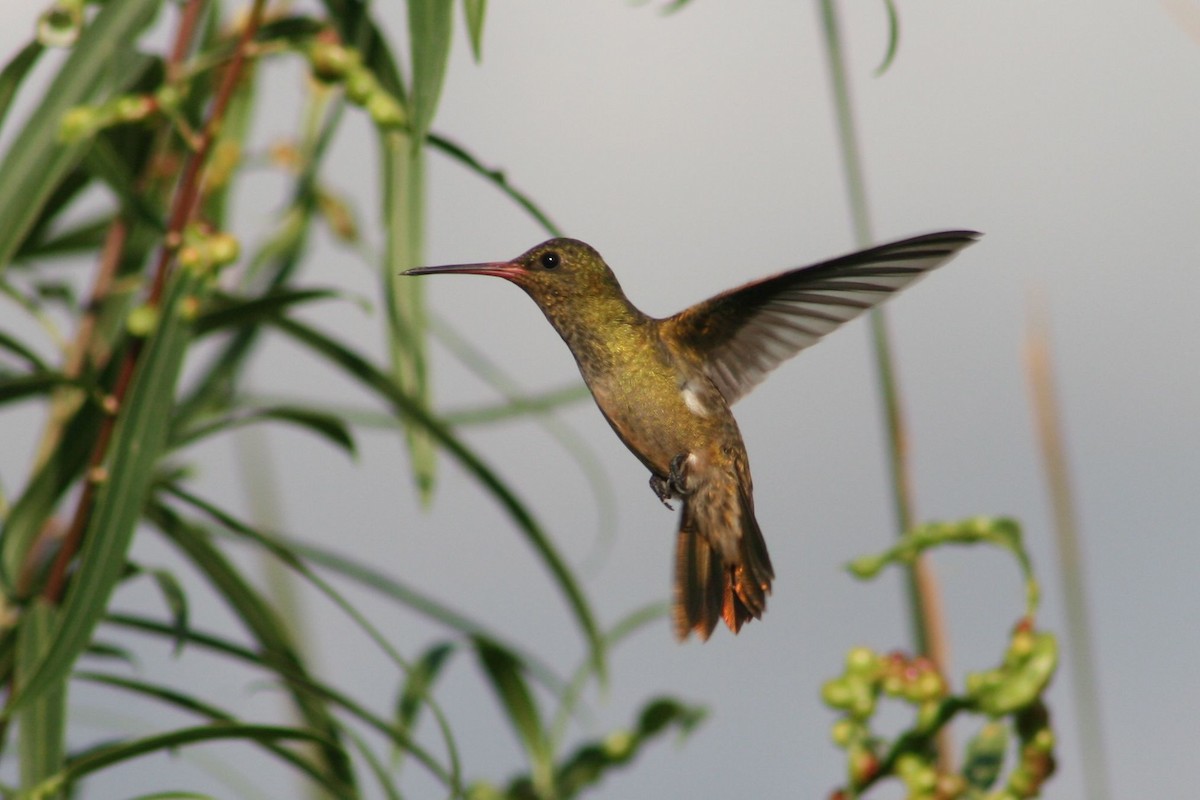 Gilded Hummingbird - Juan martinez